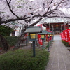 桜1