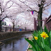 桜3