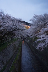 琵琶湖疎水夜桜