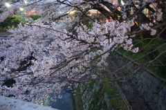 琵琶湖疎水夜桜
