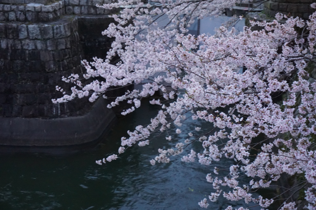 琵琶湖疎水夜桜
