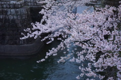 琵琶湖疎水夜桜