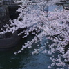 琵琶湖疎水夜桜