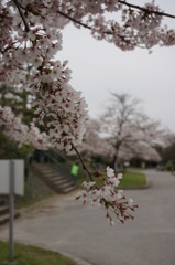 豊公園の桜