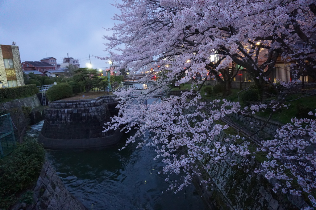 琵琶湖疎水夜桜