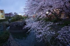 琵琶湖疎水夜桜