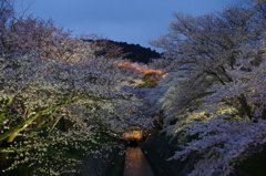 琵琶湖疎水夜桜