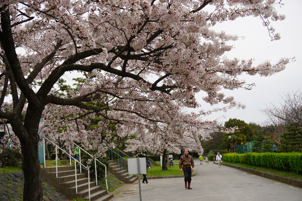 豊公園の桜