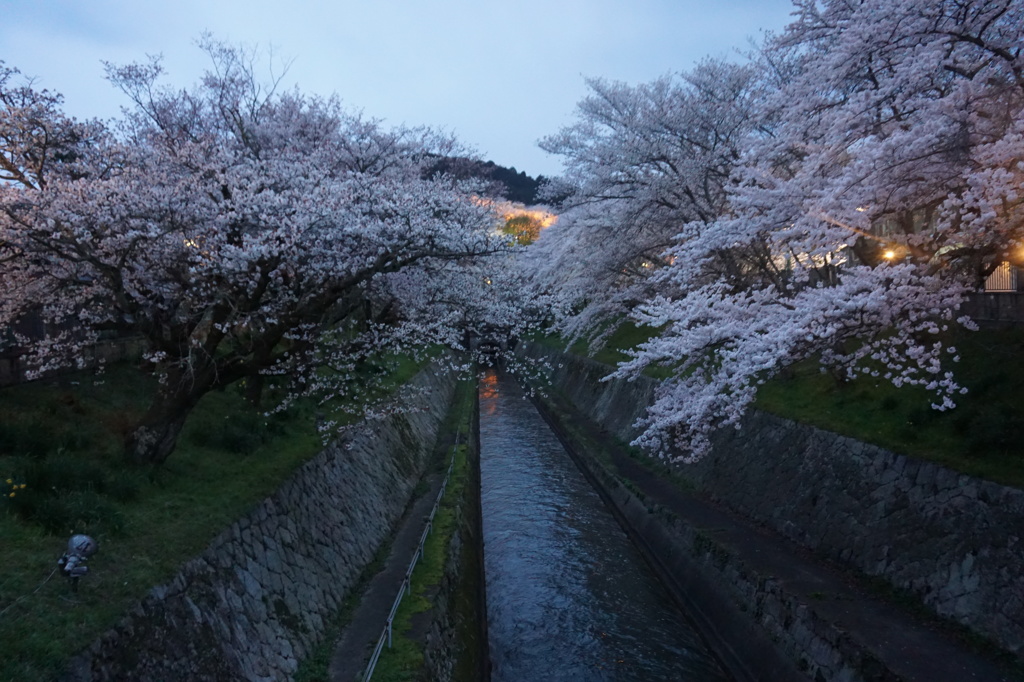 琵琶湖疎水夜桜