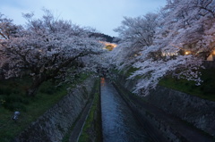 琵琶湖疎水夜桜