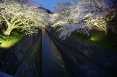 琵琶湖疎水夜桜