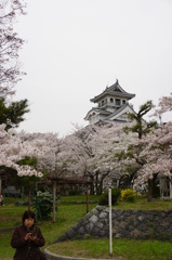 豊公園の桜