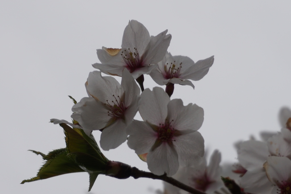 豊公園の桜