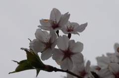 豊公園の桜