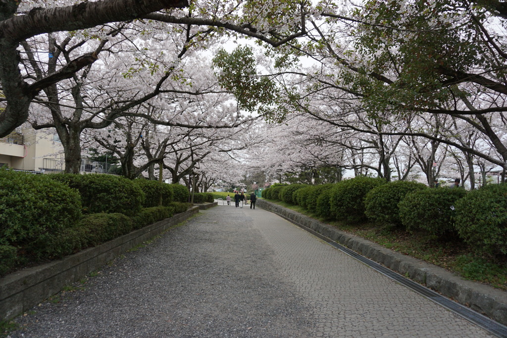 豊公園の桜