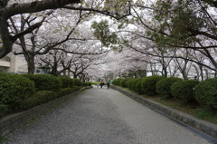 豊公園の桜
