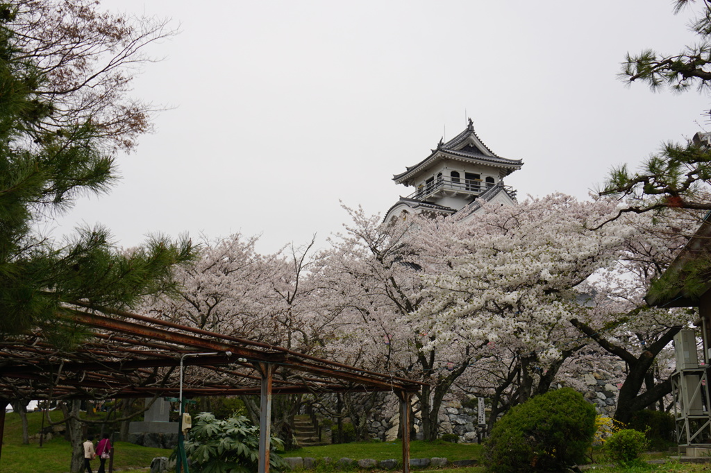 豊公園の桜