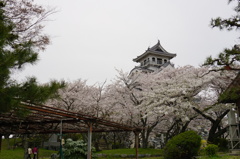 豊公園の桜
