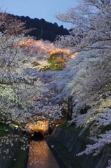 琵琶湖疎水夜桜