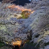 琵琶湖疎水夜桜