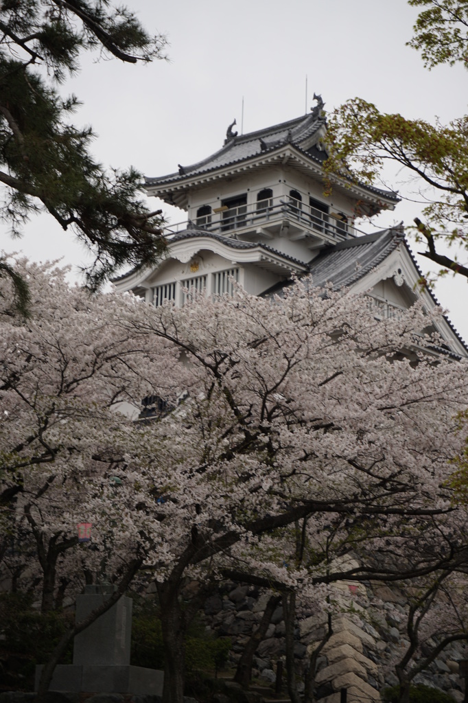 豊公園の桜