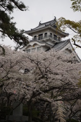 豊公園の桜