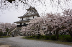豊公園の桜