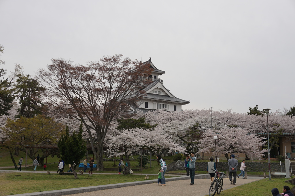 豊公園の桜