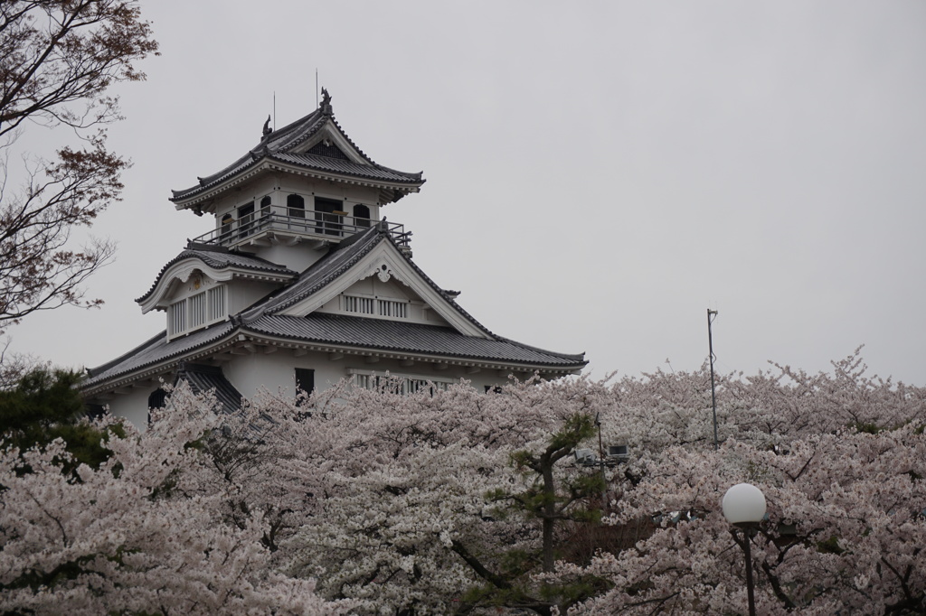 豊公園の桜