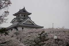 豊公園の桜