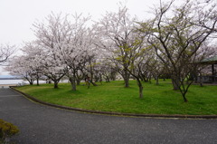 豊公園の桜