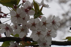豊公園の桜