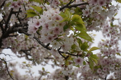 豊公園の桜