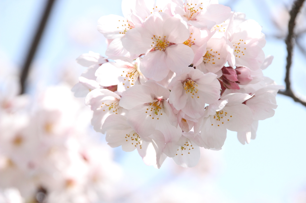 ２０１４春の桜