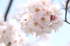 ２０１４春の桜