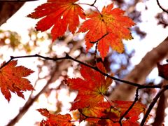141103蕃山_6