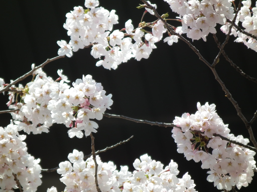 桜