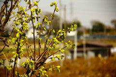 _MG_2010