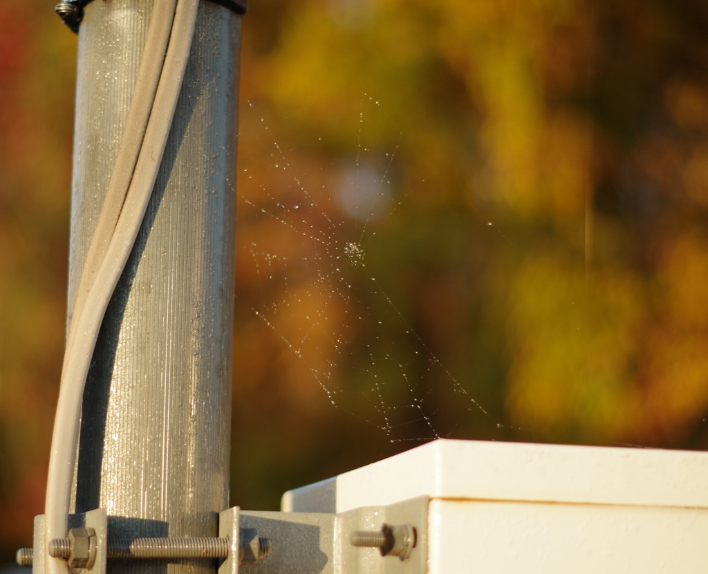 蜘蛛によるアート　part1