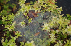 蜘蛛によるアート　part3