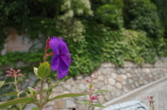 violet