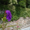 violet