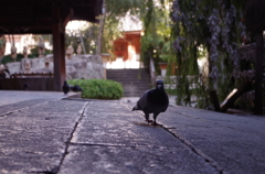 境内の鳩