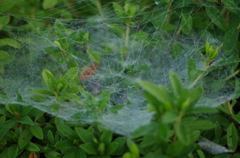 蜘蛛によるアート　part4