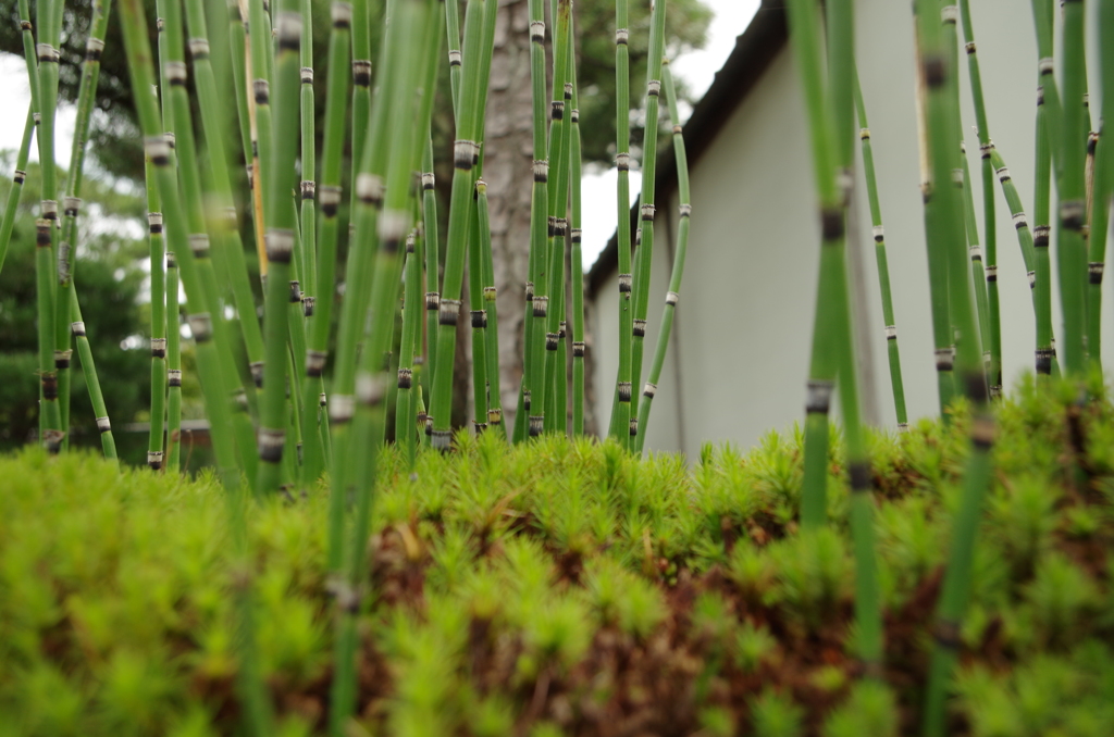 ミニチュア竹林