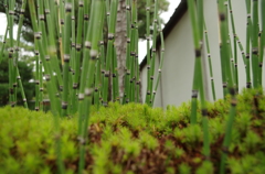 ミニチュア竹林