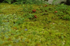 苔はかわいい