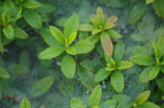 蜘蛛によるアート　part2