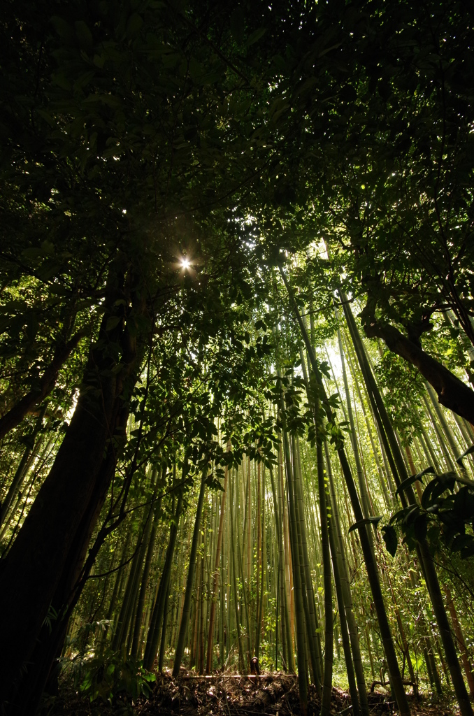 竹林と木漏れ日