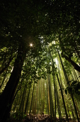 竹林と木漏れ日